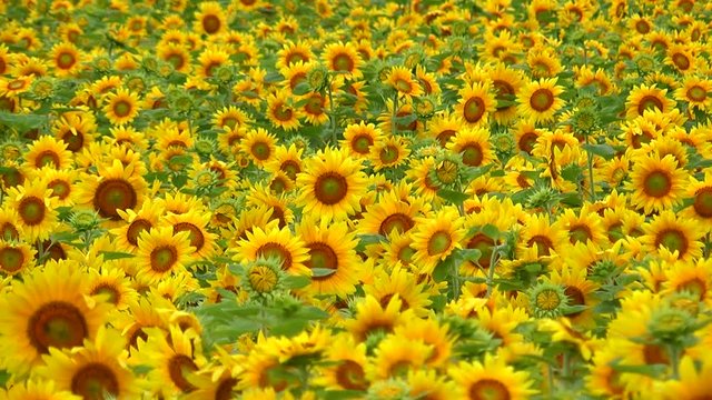View of sunflower field