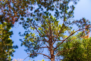 Fototapeta premium Forest and branches of pine trees with morning light natural background.