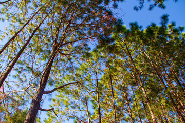 Forest and branches of pine trees with morning light natural background.