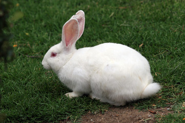 White rabbit in the city Park