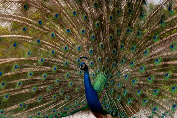 Naklejka premium Peacock dissolved the tail fan