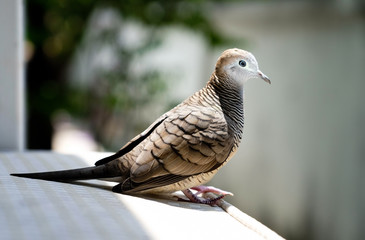 Thai mourning dove bird in Thailand.