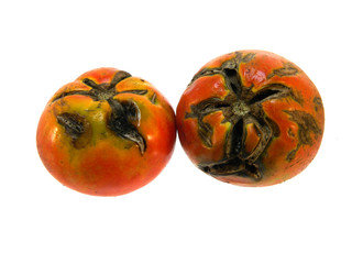 tomato isolated on white background