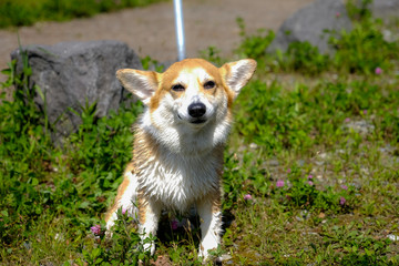 A wet dog ,young Shiba sit in sunshine day,puppy dog on green grass in Japan
