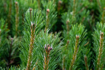 green pine tree branch with cones of a fur-tree or pine