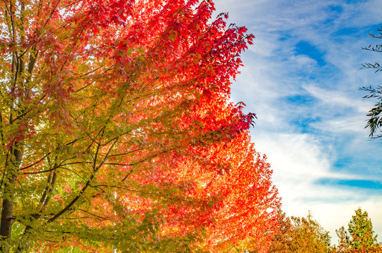 紅葉