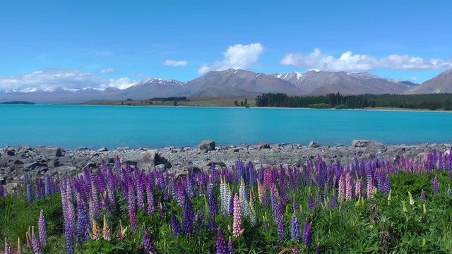 Lupine growing on rocky lakeshore of Lake Tekapo