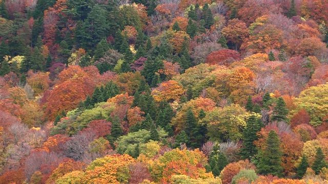 Yellow beech forest in autumn