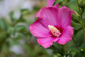 Obraz premium Pink rose of sharon flower