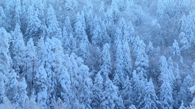 Forest during snowfall in winter, Kamifurano, Hokkaido, Japan