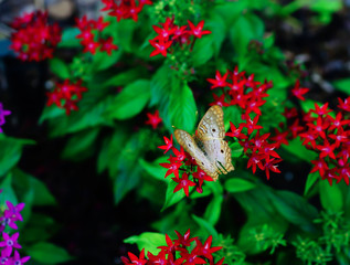 Pentas lanceolata flower and green leaf 