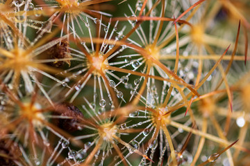 Macro cactus and morning dew