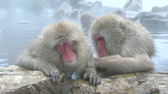 Japanese macaques in water