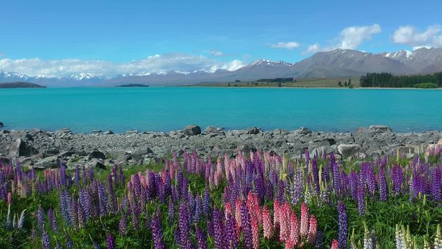 Lupine growing on rocky&nbsp;lakeshore&nbsp;of Lake Tekapo