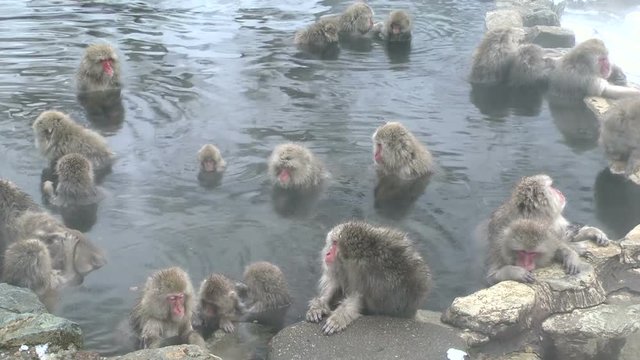 Timelapse view of Japanese macaques in water