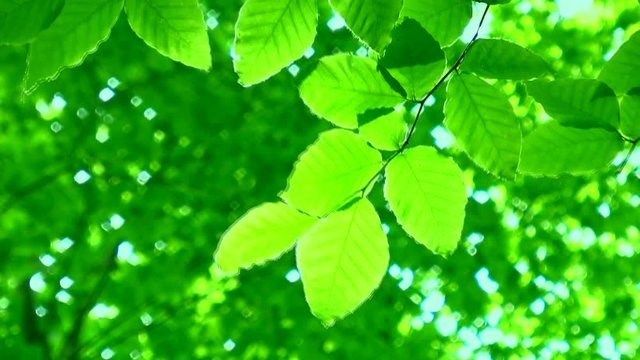 Close up of beech leaves