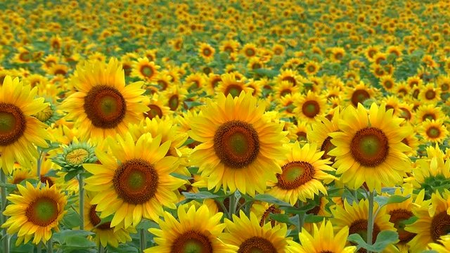 View of sunflower field