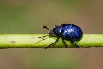 Image of blue milkweed beetle on the branches on a natural background. Insect. Animal.