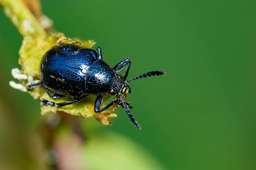 Image of blue milkweed beetle on the branches on a natural background. Insect. Animal.