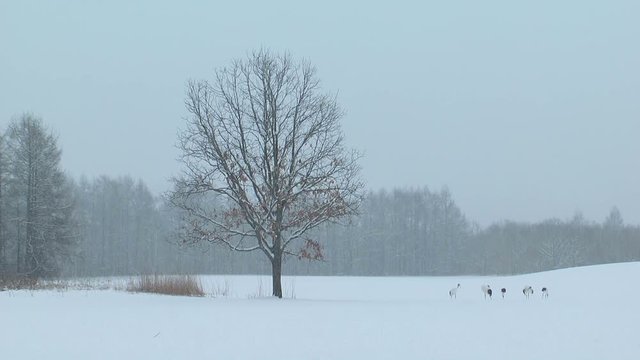 View of tree and birds walking on snow, Tsurui, Hokkaido, Japan