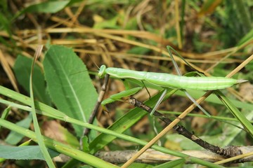 Green young mantis on grass in the garden, closeup