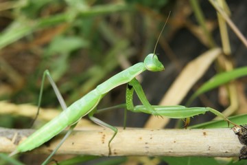 Green mantis on branch in the garden, closeup