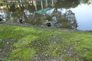 陸で休むカルガモ