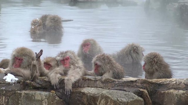 Group of Japanese Macaques in water