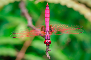 Image of crimson dropwing dragonfly(Male)/Trithemis aurora on nature background. Insect. Animal.