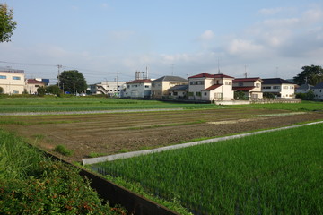 日本の水田