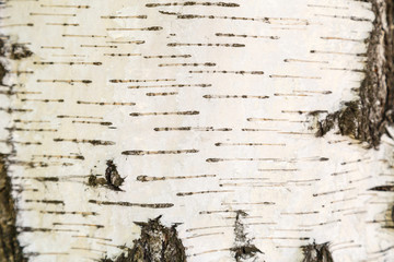 The texture of the bark of a birch tree.