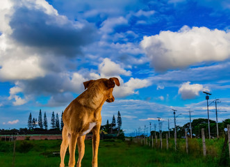 perro mascota cielo azul retrato arte aire libre