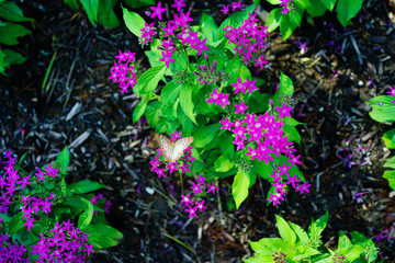 Pentas lanceolata flower and butterfly