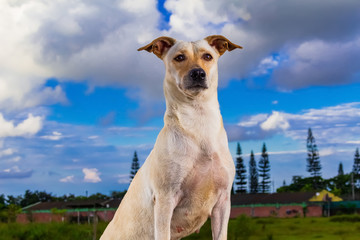 perro mascota cielo azul retrato arte aire libre