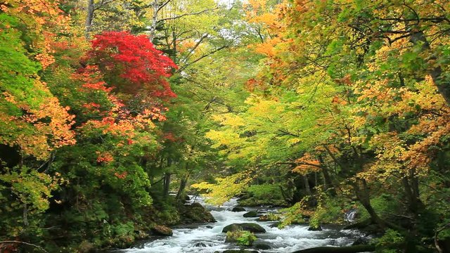 Akan River flowing in autumn forest