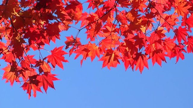 Red leaves of Japanese maple against blue sky