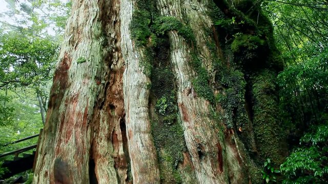 Tilt up of old Japanese cedar tree, Japan