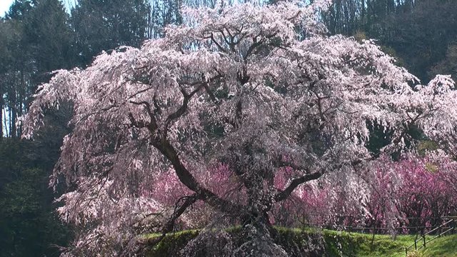 View of blossoming tree, Uda,&nbsp;Nara&nbsp;Prefecture, Japan
