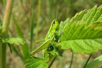 Green grasshopper on leafs in the garden, closeup