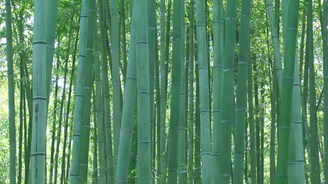 Green bamboo forest in spring