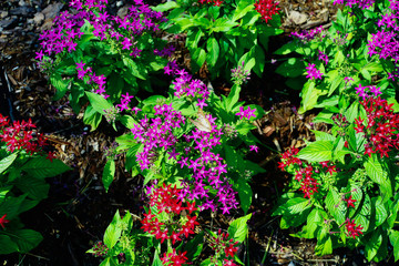Pentas lanceolata flower and green leaf 