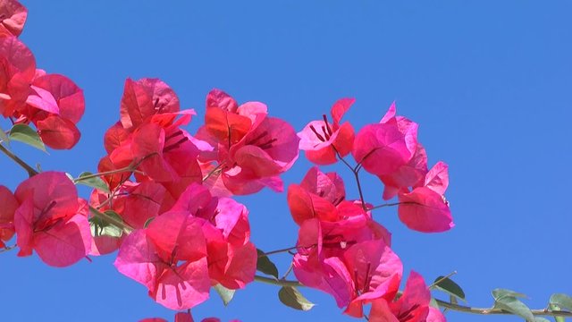Red bougainvillea flowers in bloom