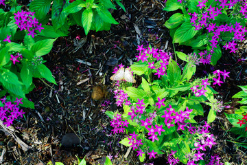 Pentas lanceolata flower and green leaf 