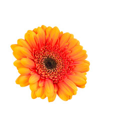 Yellow-red flower of a gerbera