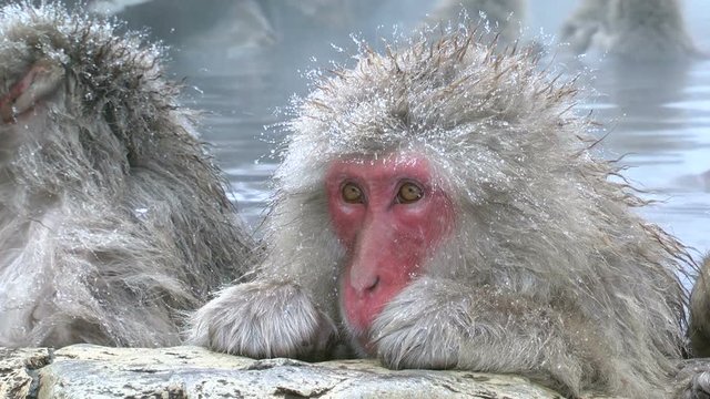 Close up of Japanese macaque
