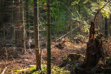 Wild forest with glade and shrubbery