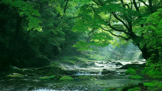 Scenic landscape of river flowing through forest, Japan