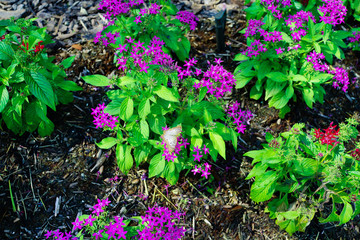 Pentas lanceolata flower and butterfly	
