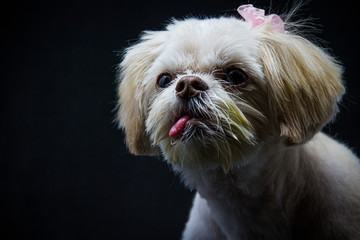 A small white Shih Tzu sitting in front of a black background Looking at the world around her.