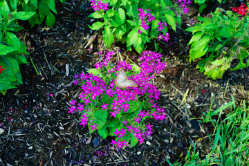 Pentas lanceolata flower and green leaf 